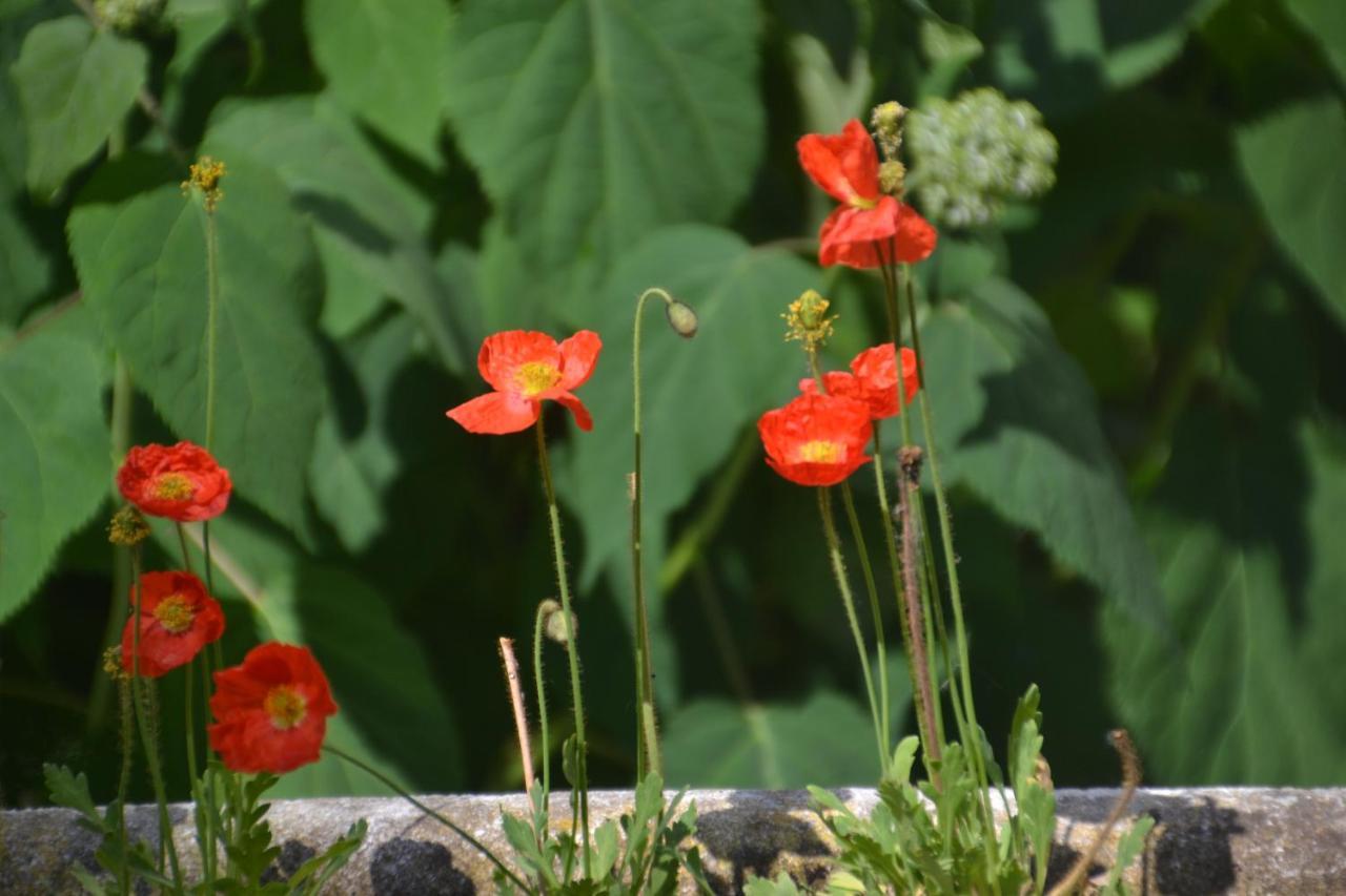 Ter Thuyne Bed & Breakfast Ieper Luaran gambar